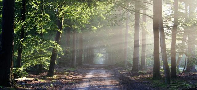 voyage sonnore en forêt