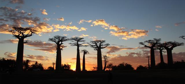 Des baobabs malgaches
